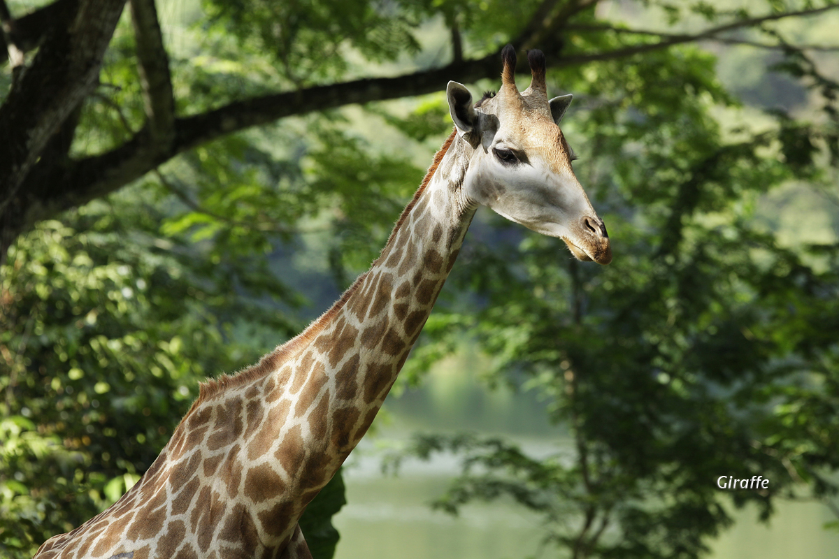 Stay amidst the rainforest and celebrate 11.11 with a nature-inspired retreat. Singapore Zoo admission tickets included for two persons. 